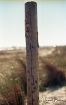 Pfahl in den Dünen